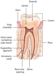 how long does a canine root canal take