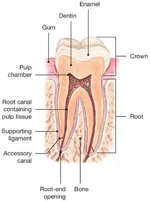 Root Canal Treatment - American Association of Endodontists