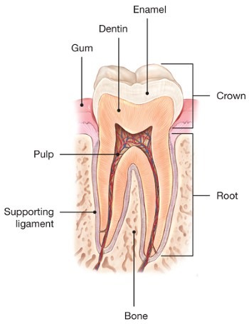 Cracked tooth - causes and treatment methods